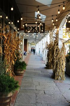 an empty sidewalk with lights strung from the ceiling and corn stalks on either side of the walkway