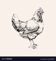 a black and white drawing of a chicken standing on one leg with its head turned to the side