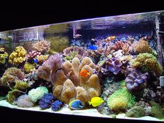 an aquarium filled with lots of different types of corals and sea creatures in it