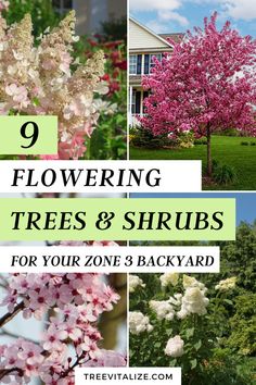 flowering trees and shrubs for your zone 3 backyard