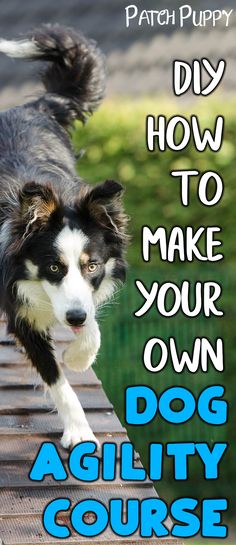 Canine Training Tips Diy Dog Agility Course, Dog Agility Course Diy, Dog Agility Course, Puppy Diy, Agility Training For Dogs, Cesar Millan, Dog White, Dog Training Treats