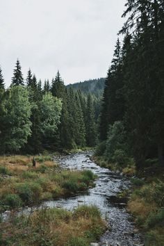 a stream running through a forest filled with tall grass and lots of trees on both sides