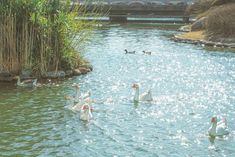 several white swans are swimming in the water