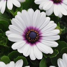 white and purple flowers with green leaves in the background