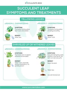 succulent leaf symptoms and treatments info sheet with instructions on how to use them