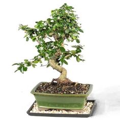 a small bonsai tree in a green pot