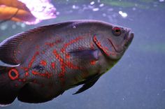 a close up of a fish in an aquarium