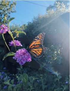 a butterfly sitting on top of a purple flower