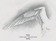 a drawing of a bird flying in the air with its wings spread out and two words below it