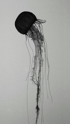 a black and white photo of a jellyfish