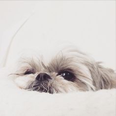 a small white dog laying on top of a bed