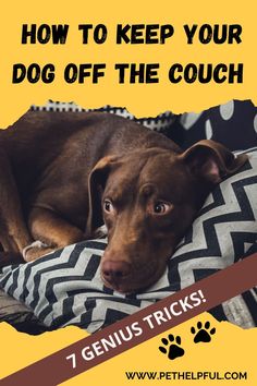 a brown dog laying on top of a pillow with the words how to keep your dog off the couch