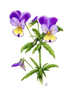 purple and yellow flowers with green leaves on a white background, watercolor drawing or ink