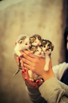 a woman holding three kittens in her hands with the caption baby point store