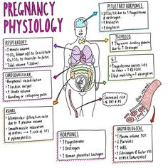 a diagram showing the anatomy of a human body and its major functions to help it