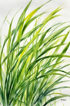 watercolor painting of green grass on white background