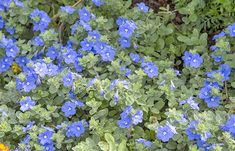 some blue and yellow flowers are in the grass