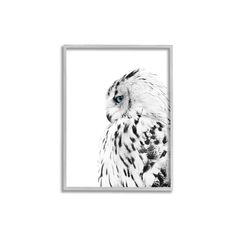 an owl is shown in a white frame