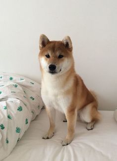 a brown and white dog sitting on top of a bed