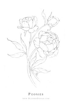 a black and white drawing of peonies on a white background with the words peonies written below it