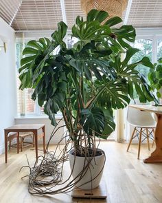 a large potted plant sitting on top of a wooden floor next to a table