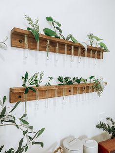 some plants are hanging on the wall