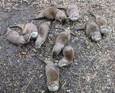 several baby otters are laying on the ground