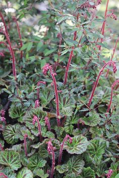 some green and red plants with purple stems in the center, on a sunny day