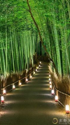 a path lined with lots of bamboo trees and lit candles on the side of it