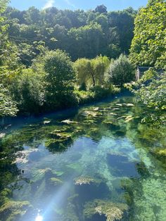 the water is crystal clear and blue with green plants on both sides, surrounded by trees