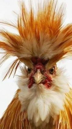 a close up of a chicken with long hair