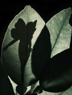 the shadow of a leaf on a plant