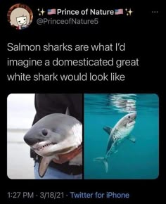 two pictures of sharks in the water with caption that reads, salmon sharks are what i imagine a domesticized great white shark would look like