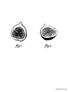 two figs are shown in black and white with the word fig written on them