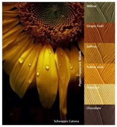 an image of a sunflower with different colors