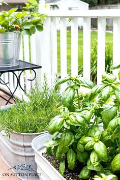 some plants are growing in a pot on the porch with text overlay that reads how to grow basil on suction place