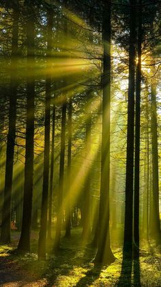 sunlight shining through the trees in a forest