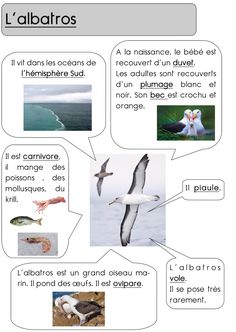 an image of birds and seagulls that are labeled in different languages, including the words