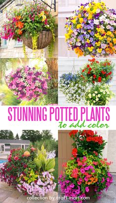 hanging potted plants with flowers in them and text overlay that reads stunning potted plants for your garden