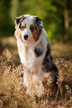 a dog that is standing in the grass