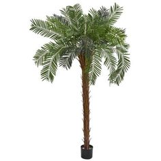 a palm tree in a black pot on a white background