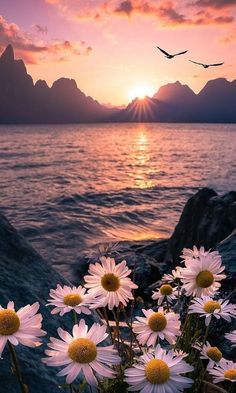 the sun is setting over the water and some flowers are blooming in front of it