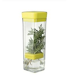 a plant in a glass container with a yellow lid