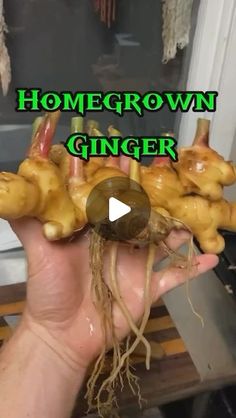 someone holding up some ginger root with the words homegrown ginger in front of them