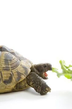 a tortoise eating lettuce with its mouth open