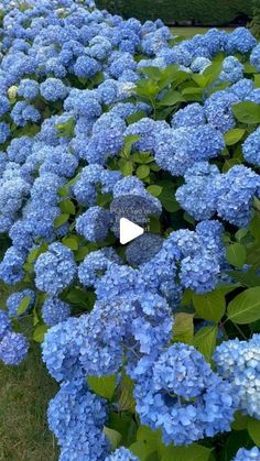 the blue flowers are blooming all over the yard, and it's time to plant them