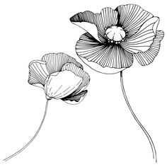 an ink drawing of two poppies on a white background, one is black and the other is white