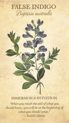 an old book with blue flowers on the front and back cover, which reads false indigoo