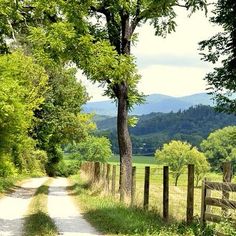 a dirt road surrounded by lush green trees