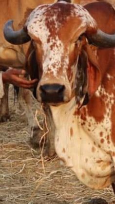 a brown and white cow laying on top of dry grass